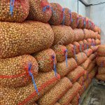 Лук севок Штургартер