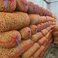 Лук севок Штургартер