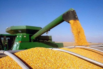 На рынке кукурузы обострилась борьба