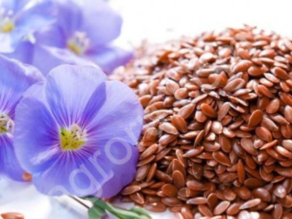 Семена льна масличного