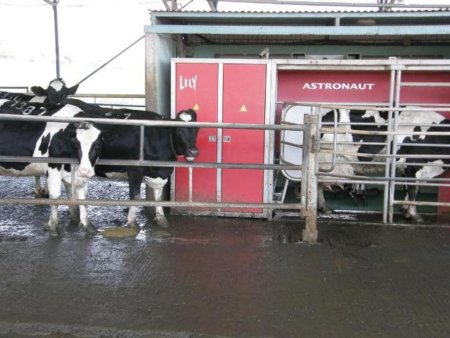 В Приморье одна корова дает тысячу литров молока