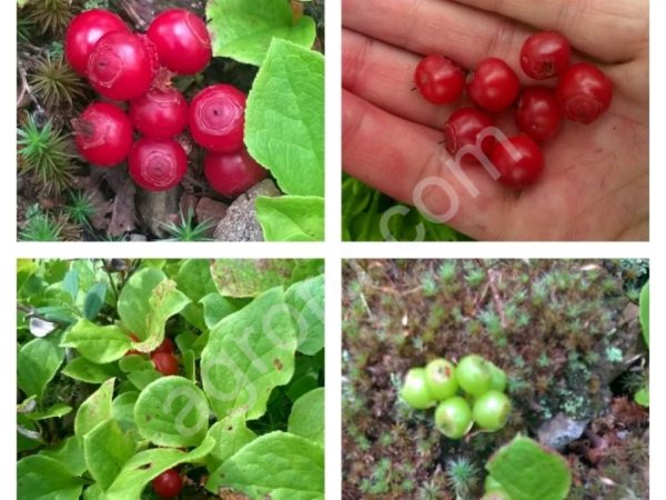 Сироп клоповки красники брусники