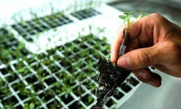 Украина и Германия создадут аграрный образовательный центр