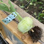 Капуста Кольраби