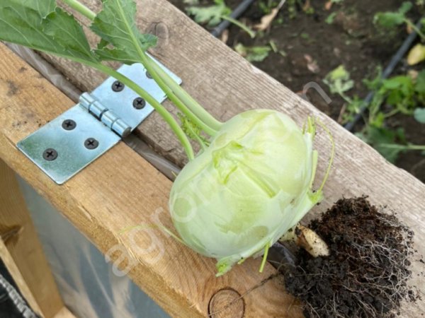 Капуста Кольраби