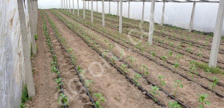 Шланги для капельного полива