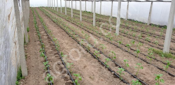 Шланги для капельного полива