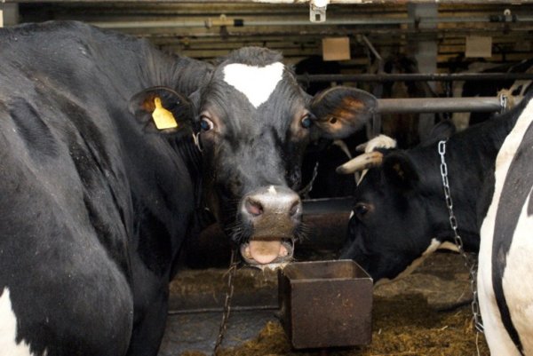 Животноводам края покажут новинки