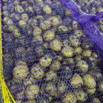 картофель семенной сорта Королева Анна