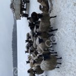 бараны, ярки, ягнята (на мясо, на племя) разный возраст