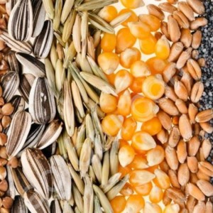 Подсолнечник фураж пшеница ячмень зерноотходы