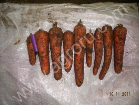 От-производителя.Морковь.