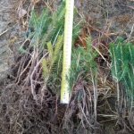 сеянцы ели обыкновенной