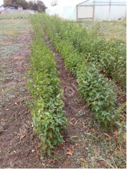 Саженцы плодовых деревьев и кустарников