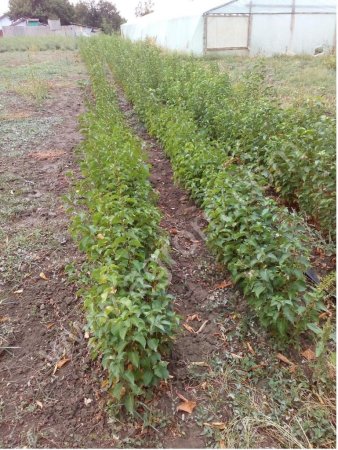 Саженцы плодовых деревьев и кустарников