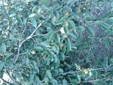 Хурма шишбурун