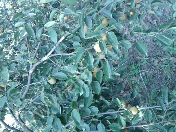 Хурма шишбурун