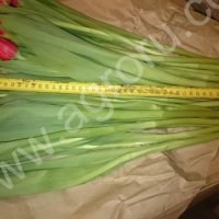 Тюльпаны оптом Экстра класс от производителя