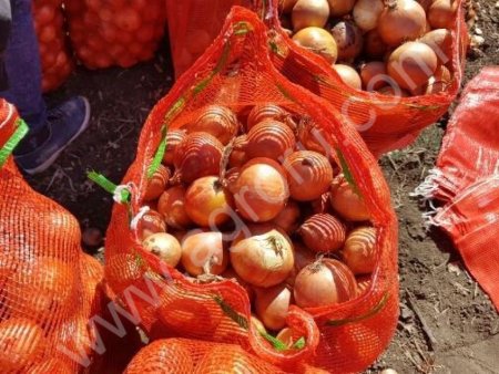 лук оптом, сорт Боско, Халцедон