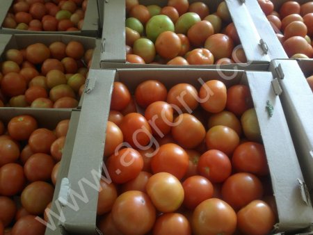 тепличные томаты