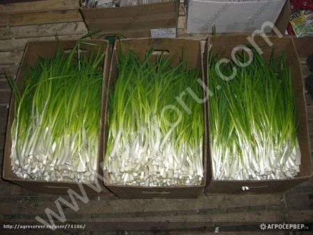 лук зеленый перо
