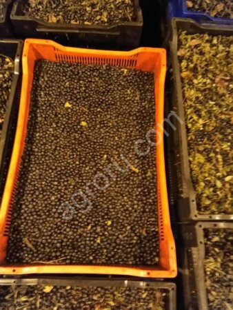 черника замороженная