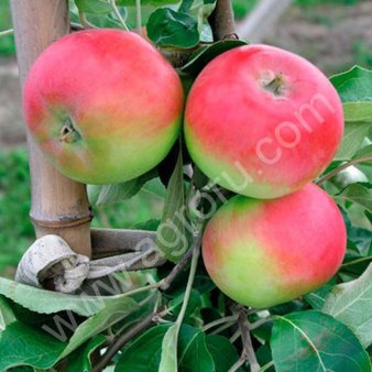 Яблоки оптом крупным