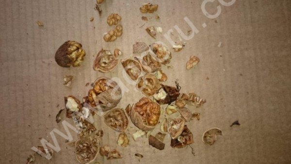 Грецкий орех оптом