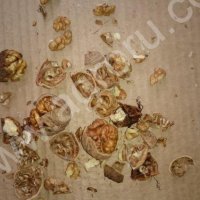 Грецкий орех оптом