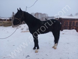 Жеребцы Орловской породы