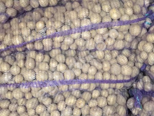 Семенной картофель