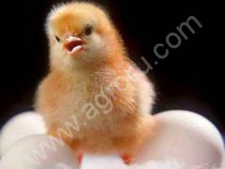 Комбикорм полнорационный стерильный для цыплят 1 - 25 дн.