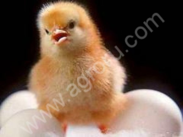 Комбикорм полнорационный стерильный для цыплят 1 - 25 дн.