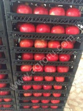 Фрукты оптом