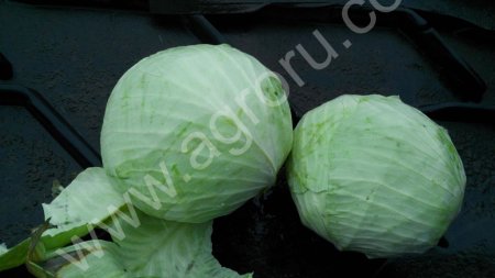 Капуста белокочанная
