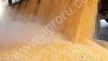 Кукуруза - зерновая 10