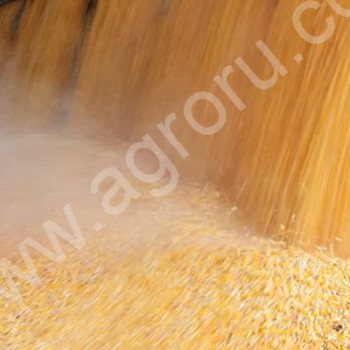 Кукуруза - зерновая 10