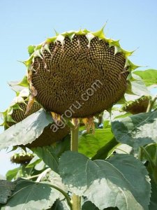 Семена гибрид подсолнечника Клип (Клеарфильд)