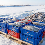 Пыжьян премиум-класса — свежемороженая рыба оптом