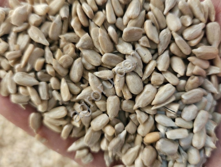 Оптовые поставки ядра подсолнечника