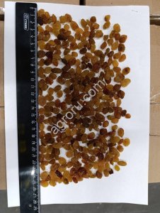 Изюм Малаяр оптом в Москве