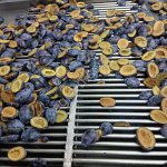 Замороженная слива Стенлей половинкы