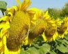 Семена подсолнечника сорт Казачий РС1