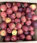 Яблоко Гала 2 сорт