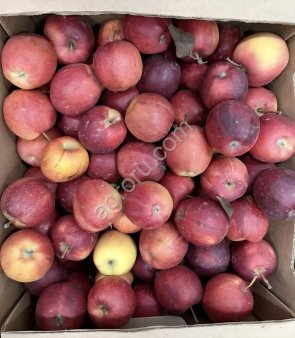 Яблоко Гала 2 сорт