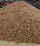 Пшенично-кормовая смесь