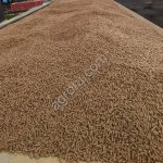 Пшенично-кормовая смесь