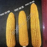 Кукуруза РОСС 199 МВ F1 ФАО 190