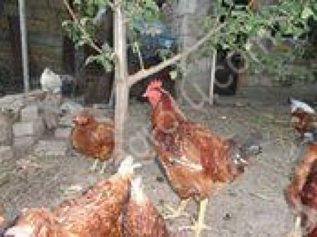 молодые несушки