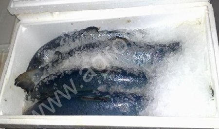 Термоконтейнеры от производителя